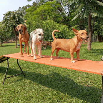 5 Benefícios em Levar Seu Pet a Creche