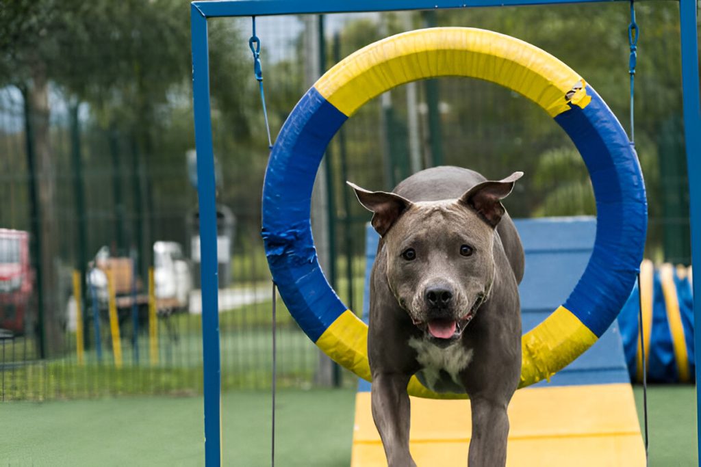 exercícios com cães