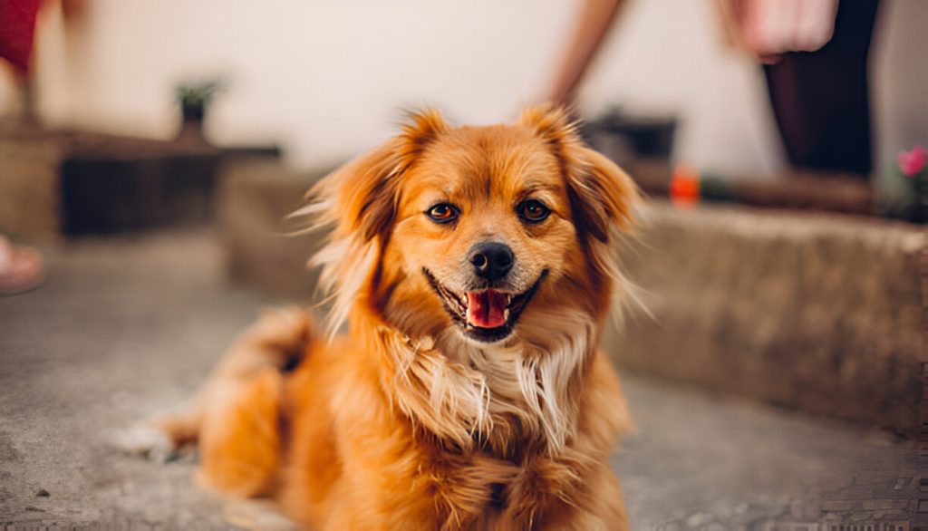 O Que Levar em Consideração ao Escolher uma Hospedagem Para Meu Cão