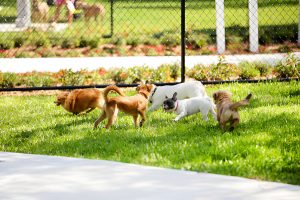 Creche de Cachorro