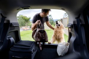 Onde Deixar Meu Cachorro no Período das Férias