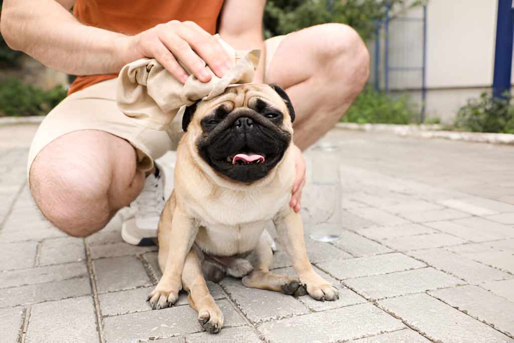 Dicas Para Proteger Seu Cão da Insolação no Verão