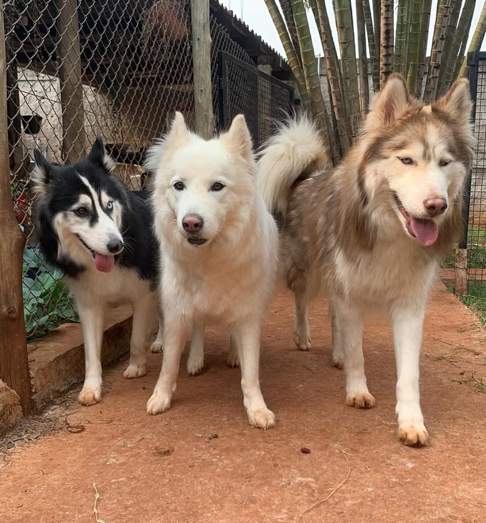 5 Raças de Cães Que Mais Sofrem no Verão