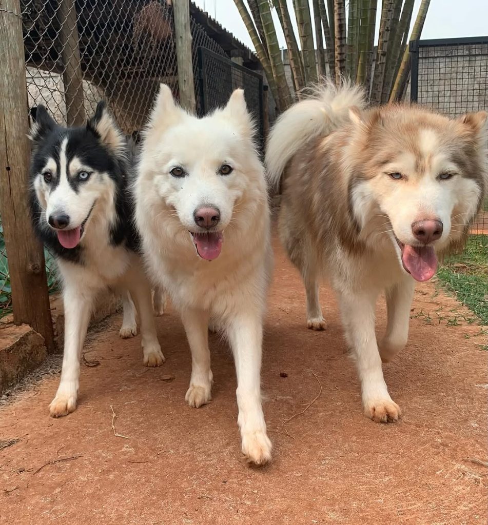 5 Raças de Cães Que Mais Sofrem no Verão