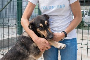 Adoção de Cães: Porque a Conscientização é Tão Importante